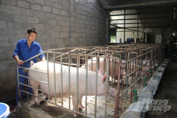 Thịt lợn sạch hữu cơ và xu hướng chăn nuôi bảo vệ môi trường